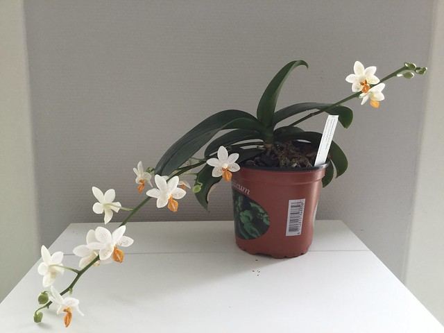 Phalaenopsis Mini Mark 33447419531_5165e32c32_z