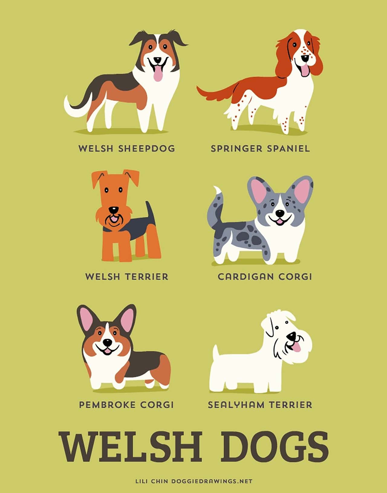 Origin Of Dogs: Cute Illustration By Lili Chin Show Where Dog Breeds Originating From #16: Welsh Dogs