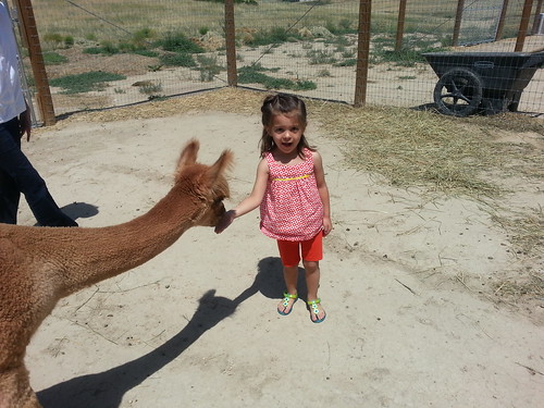 naomi feeding the alpaca