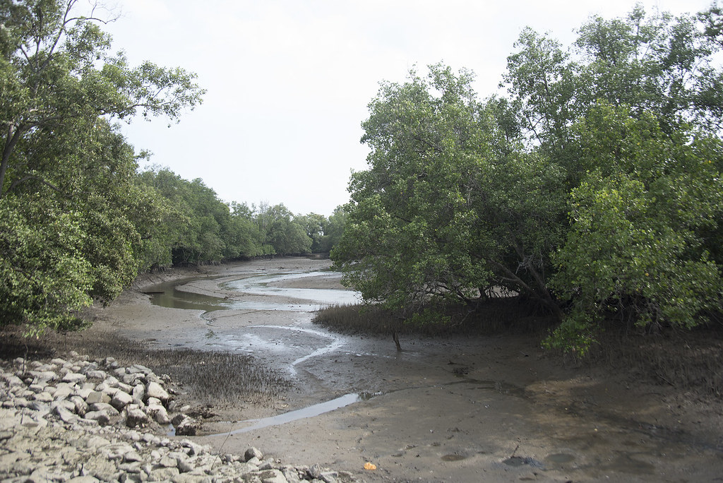 Changi Creek mangroves