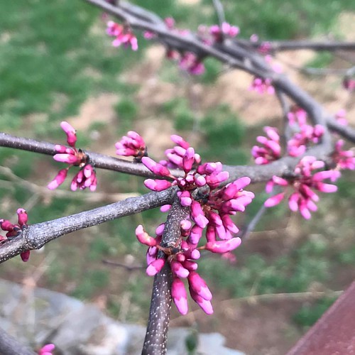 Redbud update! The buds are big enough to show 2 shades of pink but not big enough to open. And the tree branches are *covered* with buds - so pretty, one of the best parts of spring in Virginia!#suzimandyphotochallenge #naturephotooff #naturepics #nature