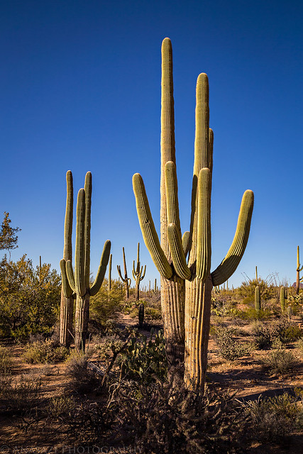 Saguaro Forest