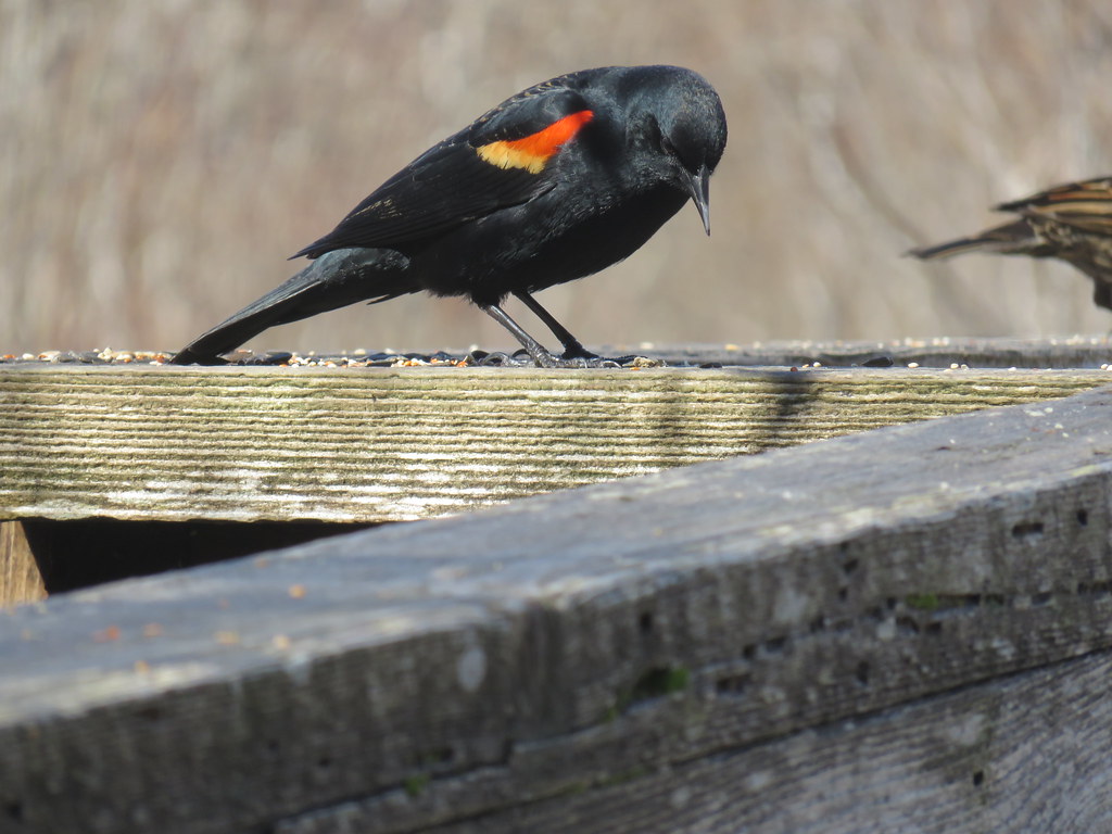 Red wing Blackbird