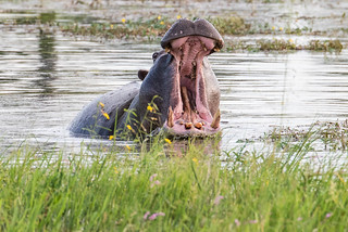 Hippo in der Kanana Concession