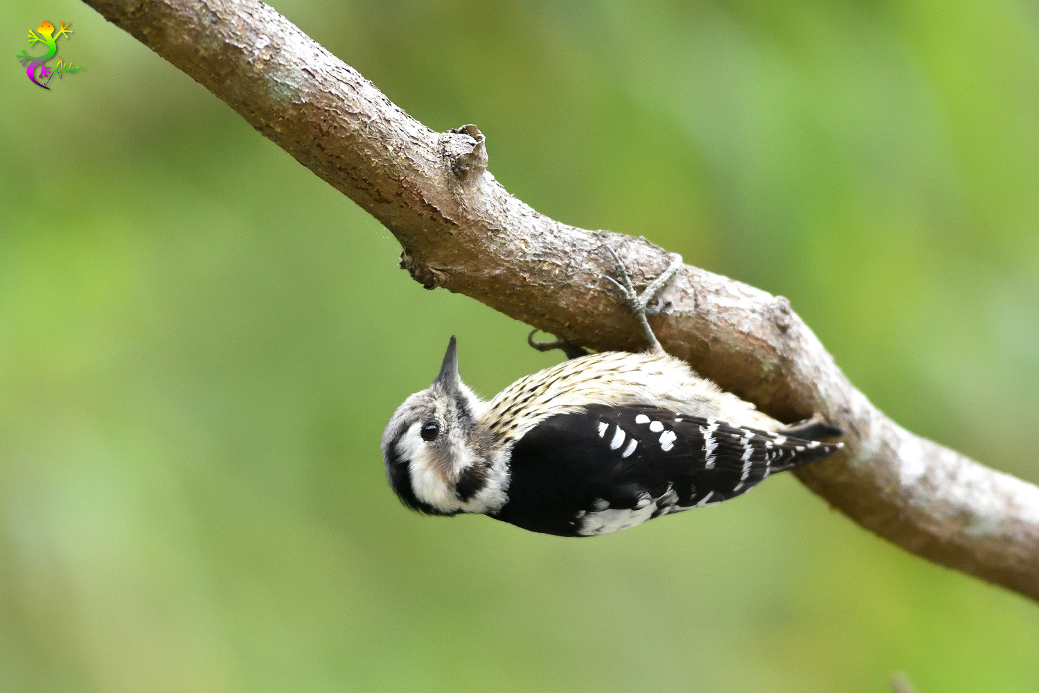 Grey-headed Pygmy Woodpecker_0590