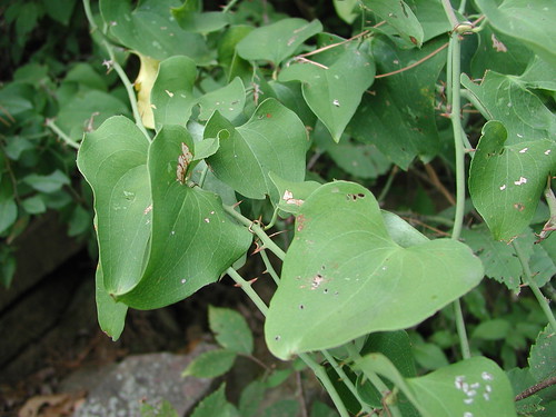 Smilax rotundifolia 10 4 5