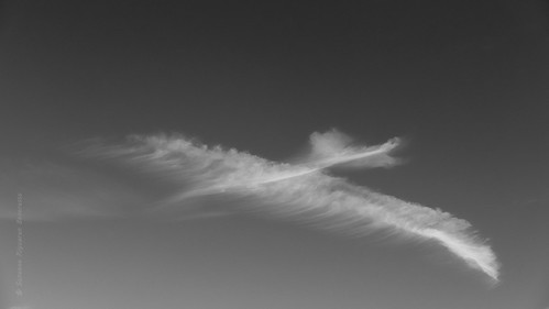 Bird cloud