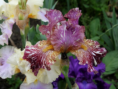 Iris broken color 9121533981_ae47e46ee5