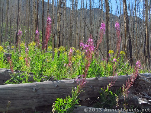 Flowers grow among the ravaged forest of Himes Peak, Flat Tops Wilderness, Colorado