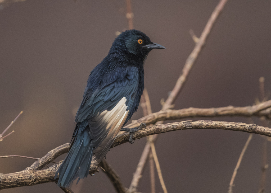 Pale-winged Starling  Onychognathus Nabouroup