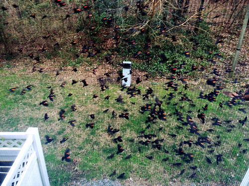 Birds in Our Backyard (Feb 25 2016)