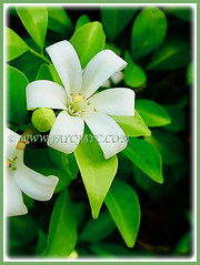 Murraya paniculata (Orange Jessamine/Jasmine, Chinese Box, Mock Orange/Lime, Lakeview Jasmine) with pure white flowers, 1 Aug 2009