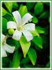 Murraya paniculata (Orange Jessamine/Jasmine, Chinese Box, Mock Orange/Lime, Lakeview Jasmine)