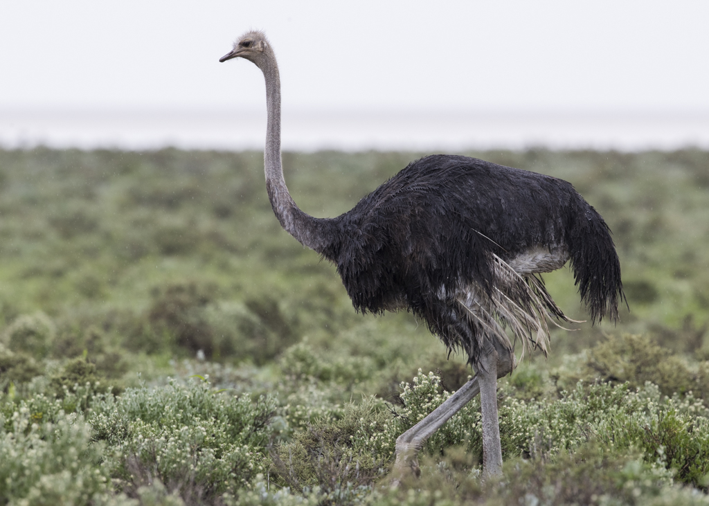 Common Ostrich   Struthio Camelus