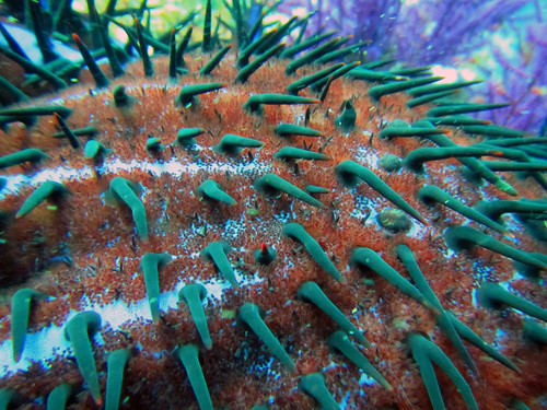 Close up picture of a Crown of Thorns Starfish (Acanthaster planci)