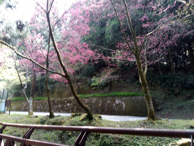 阿里山櫻花盛開 (1)