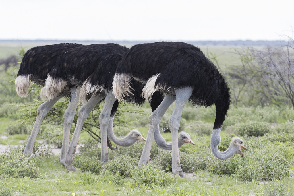 Common Ostrich   Struthio Camelus