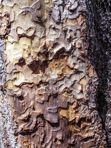 Tree bark.