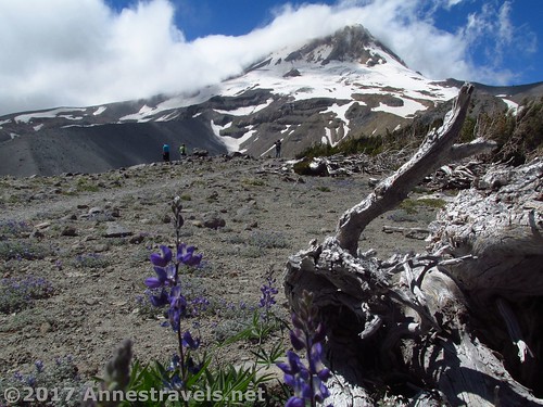 Lupines and the view from the lower reaches of Gnarl Ridge in Mount Hood National Forest, Oregon