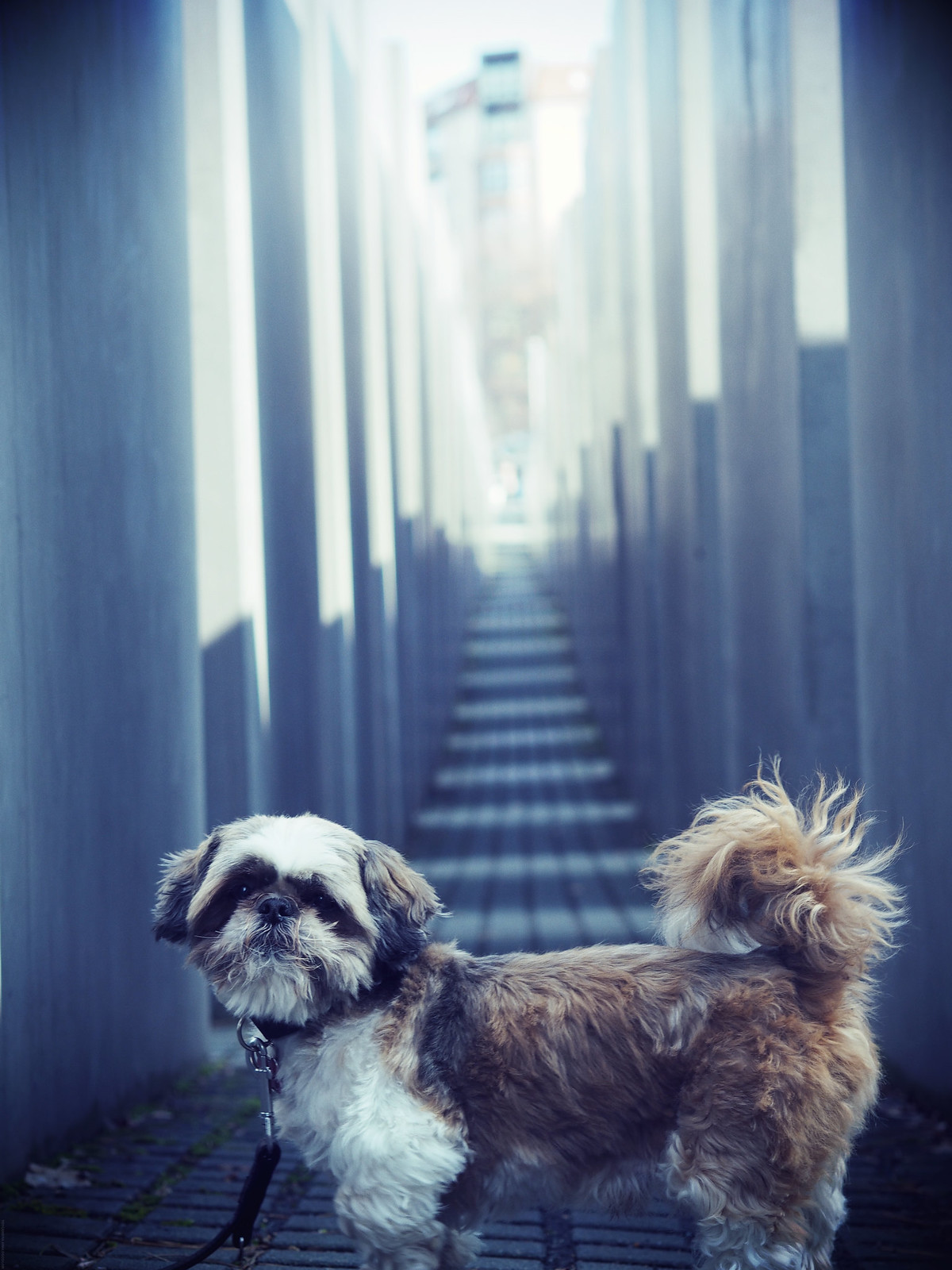 Dog Memorial Jews Berlin Guide Travel_effected