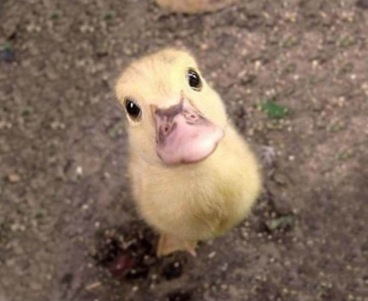 27 Adorable & Tiny Animals That Are Too Cute To Handle #2: Duck