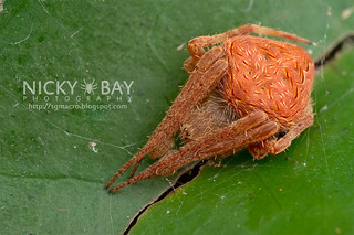 Orb Web Spider (Neoscona sp.) - DSC_7389