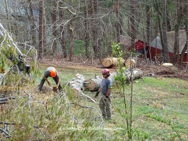 Removing the Pine Tree at From My Carolina Home