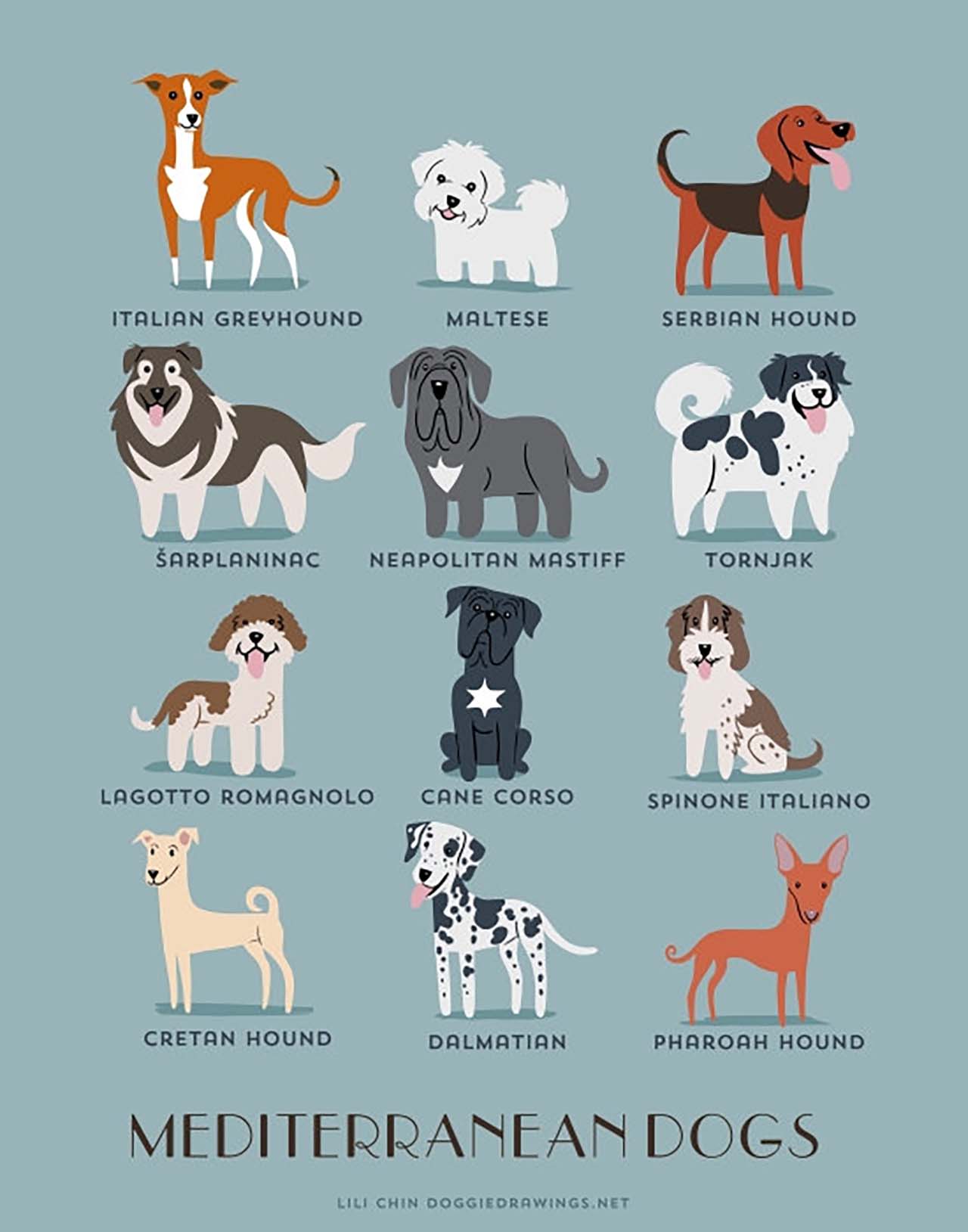 Origin Of Dogs: Cute Illustration By Lili Chin Show Where Dog Breeds Originating From #9: Mediterranean Dogs