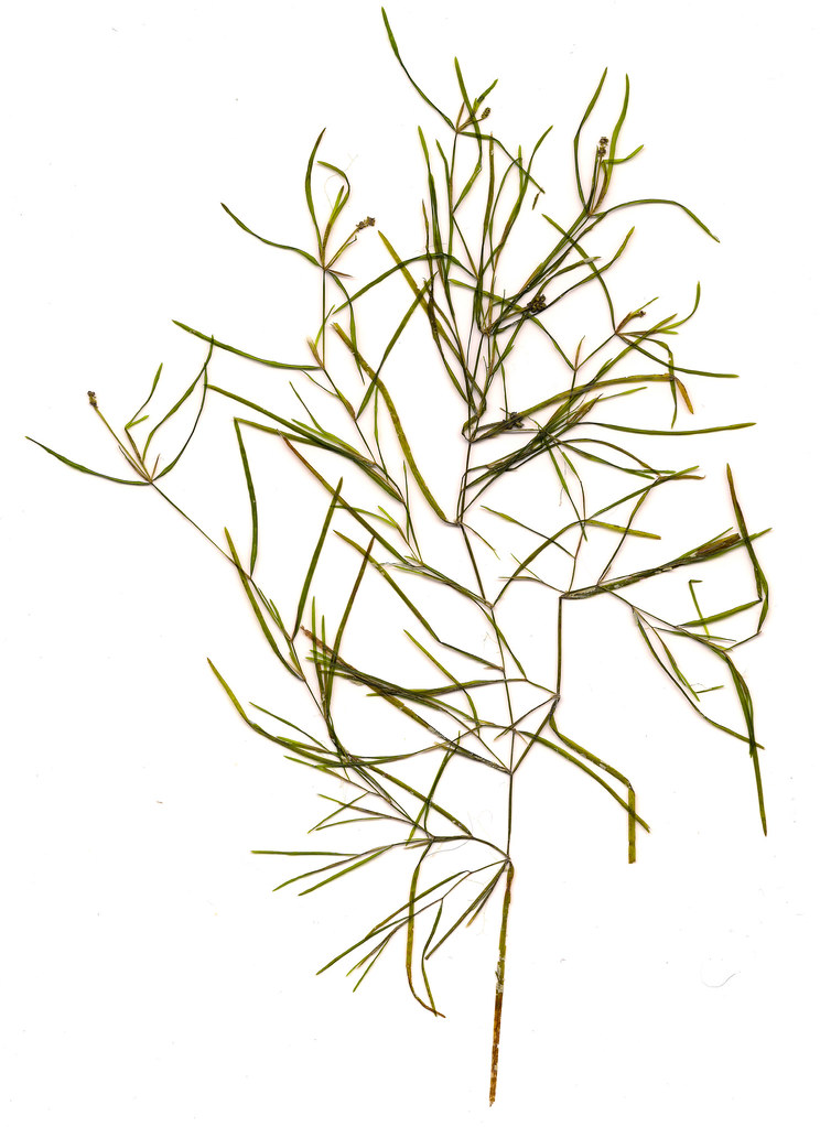 Image result for leafy pondweed