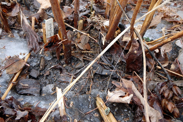 brown stems from last year, with bare dirt showing in places and ice and others, no shoots