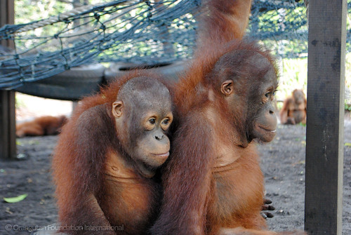 Orangutan Foundation International Ray & Vytas