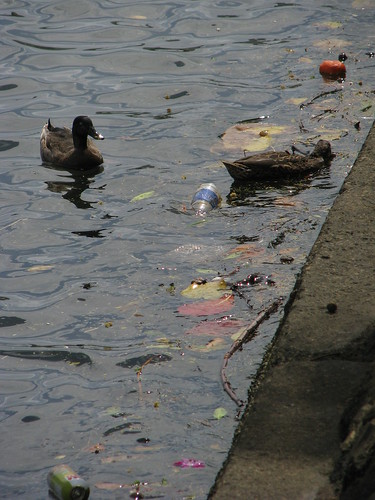 litter in waterway