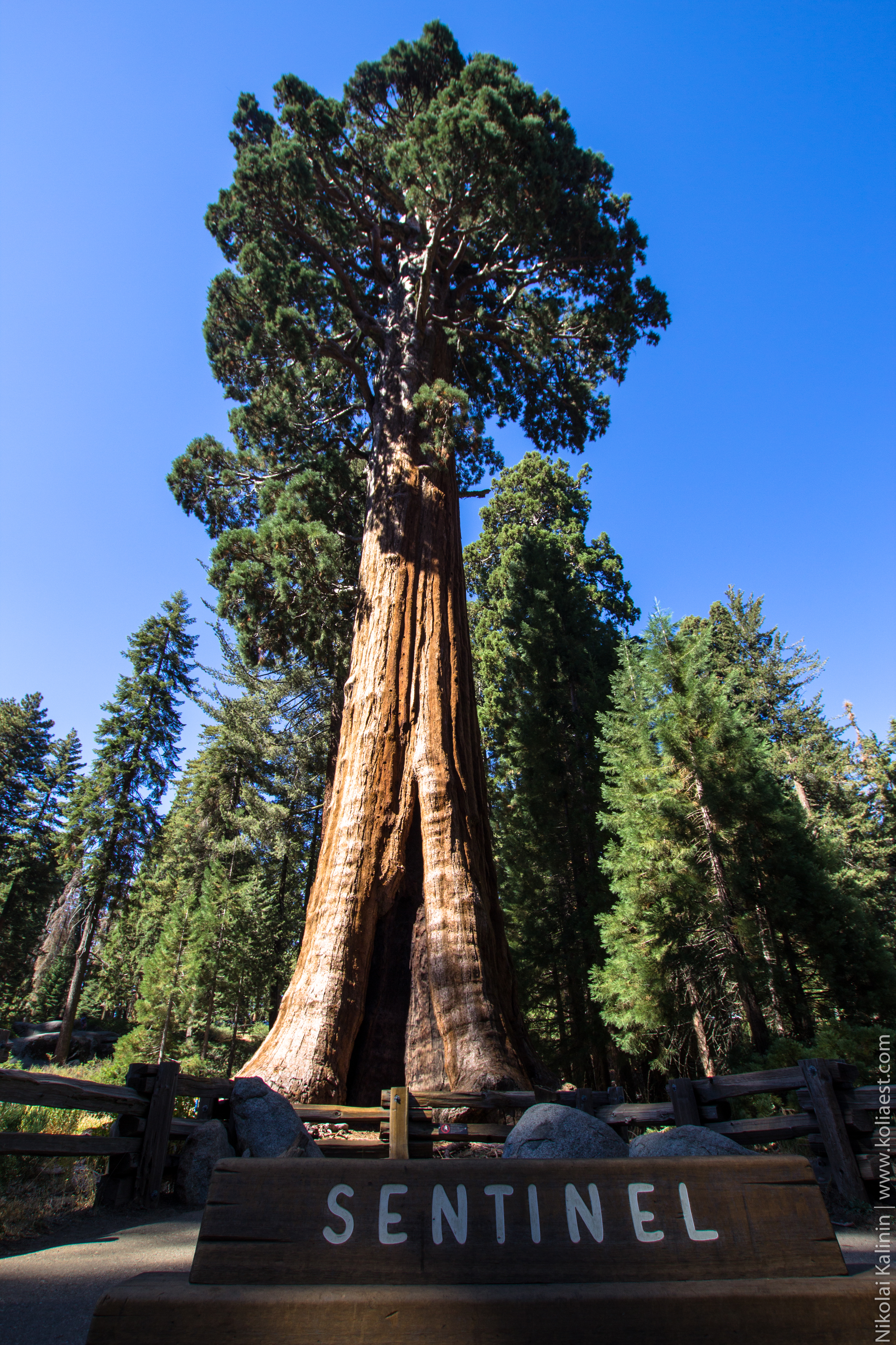 Sequoia-73