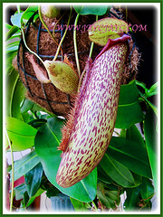 Nepenthes x hookeriana (Hooker's Pitcher-Plant, Tropical Pitcher Plant, Monkey Cup) in a hanging basket, 9 Nov 2011