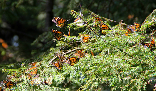 monarchs 2