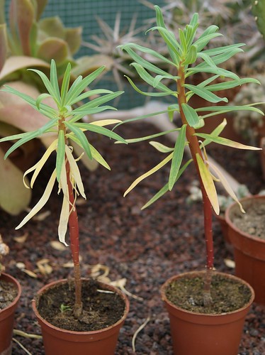 Euphorbia dendroides - euphorbe arborescente 33111291532_6b846f198e