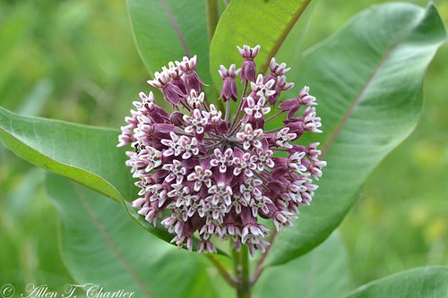 Asclepias syriaca (Common Milkweed)