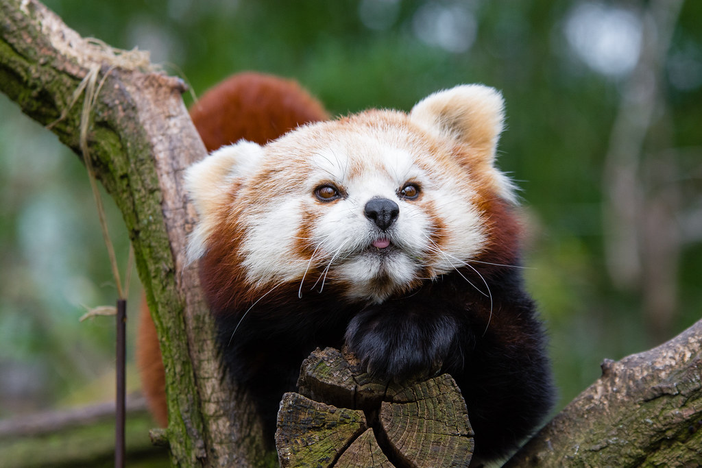 Image result for CUTE RED PANDAS