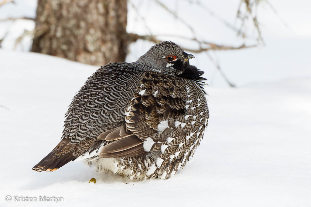 Spruce Grouse (Falcipennis canadensis)