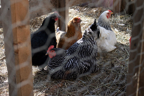 chickens huddled IMG_6133