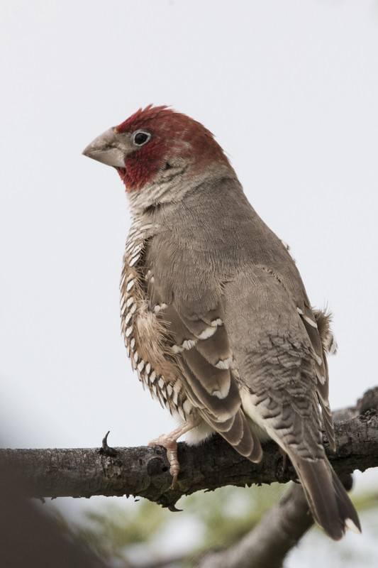 Red-headed Finch     Sporopipes Squamifrons
