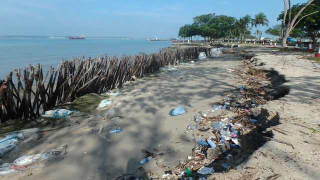 Oil-covered stakes at Changi Point