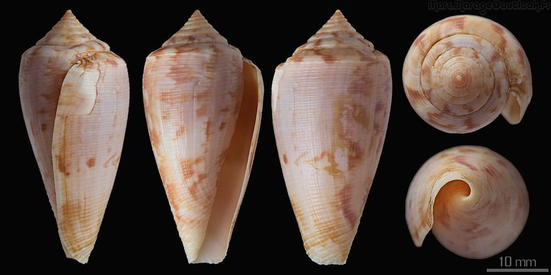 Conus (Floraconus) novaehollandiae   Adams, 1855 voir Conus (Floraconus) anemone novaehollandiae 33175816820_47bd13b889_c