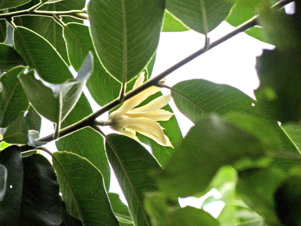 「Magnolia lanuginosa」的圖片搜尋結果