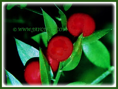 Ornamental red fruits of Murraya paniculata (Orange Jessamine/Jasmine, Chinese Box, Mock Orange/Lime, Lakeview Jasmine), 28 March 2017