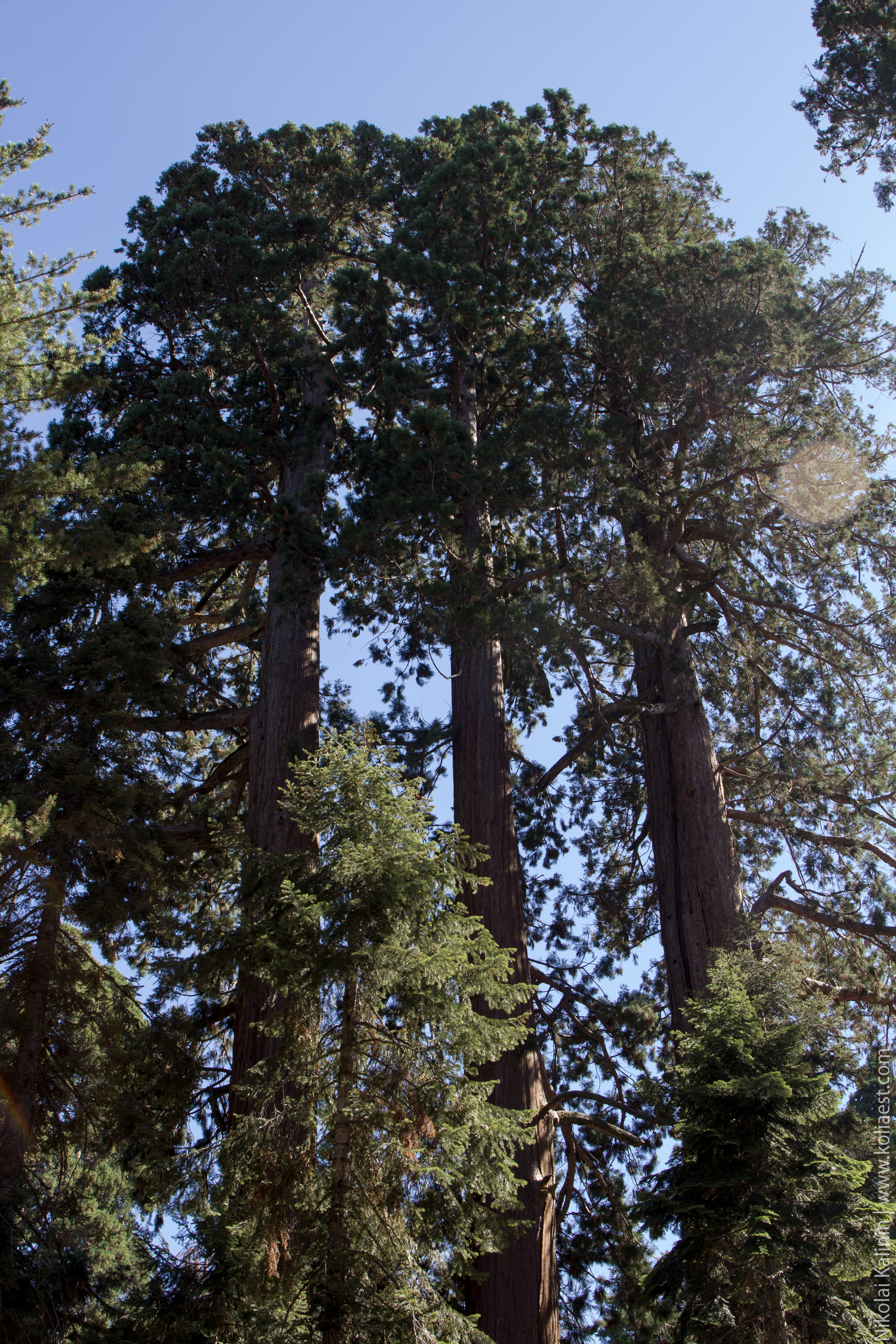 Sequoia-32