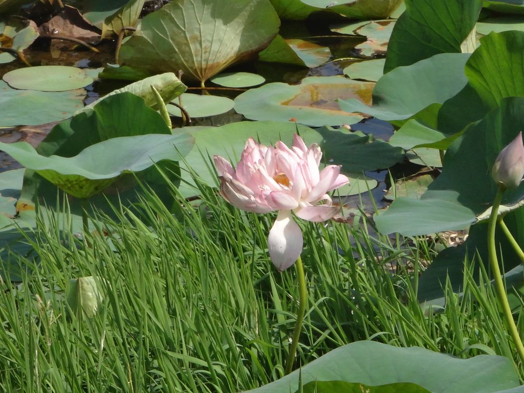 why lotus is national flower of india