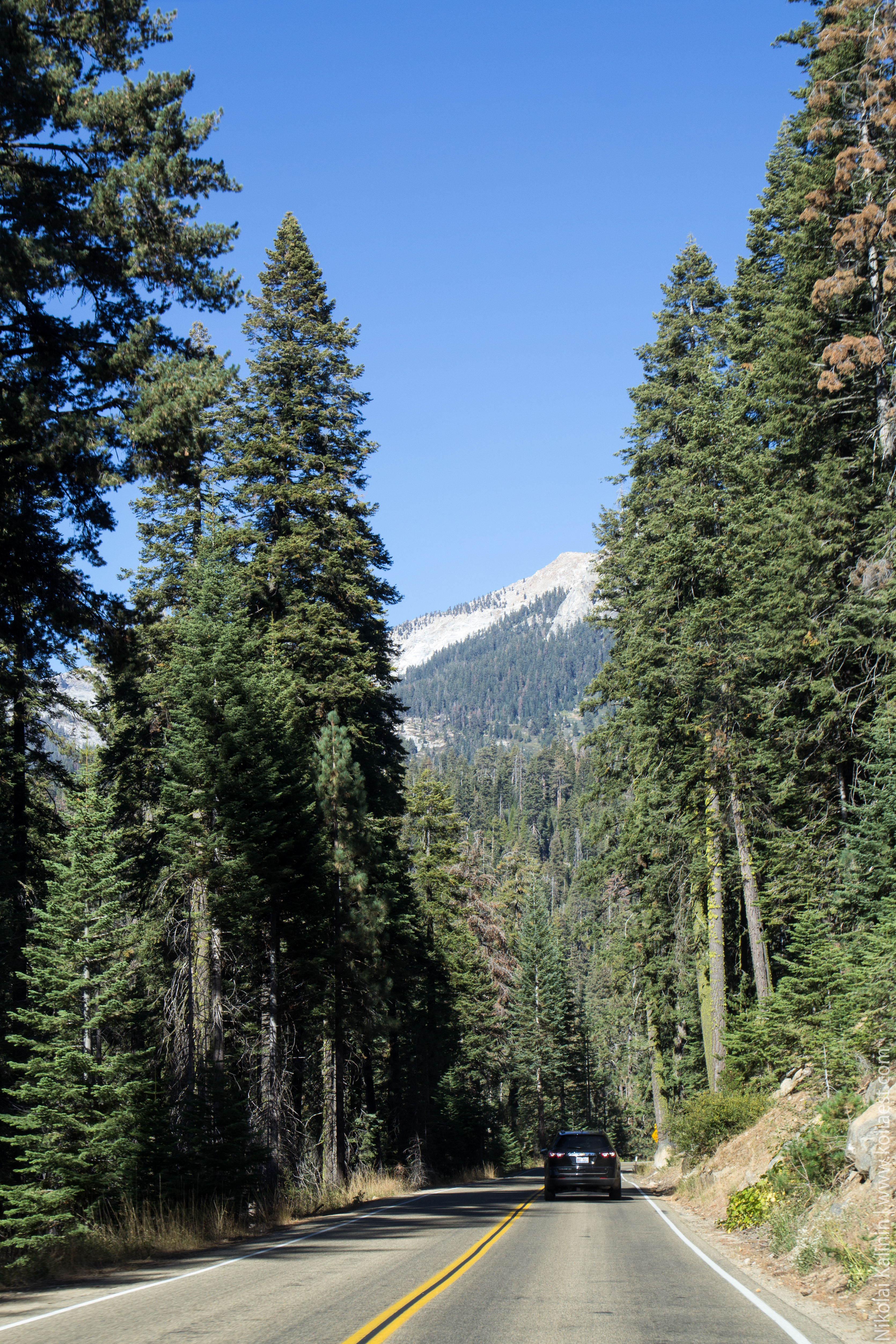 Sequoia-44