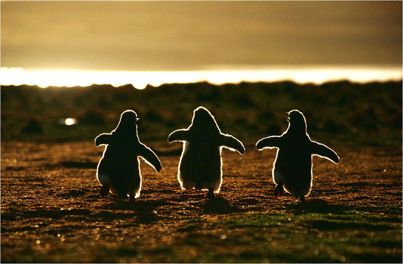 27 Adorable & Tiny Animals That Are Too Cute To Handle #27: Penguin