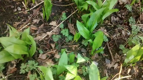wild garlic Mar 17